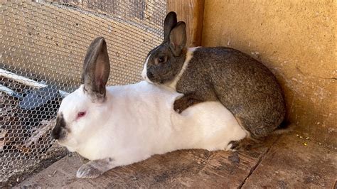 como se reproducen los conejos|pareja de conejitos.